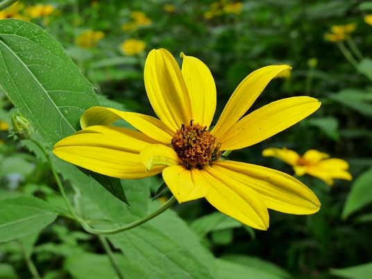 {Helianthus strumosus}
